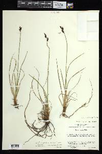 Carex lugens image