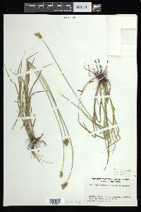 Carex brevior image