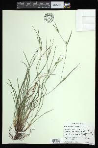 Carex bulbostylis image