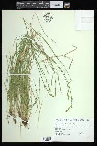 Carex bromoides subsp. bromoides image