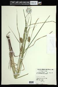 Carex bullata image