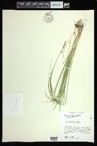 Carex bromoides subsp. bromoides image