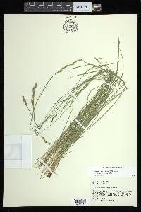 Carex bromoides image