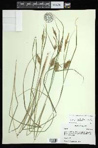 Carex bullata image