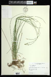 Carex bromoides image