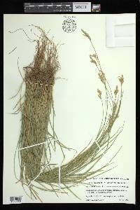 Carex bromoides subsp. bromoides image