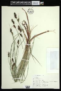 Carex buxbaumii image