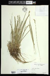 Carex bolanderi image