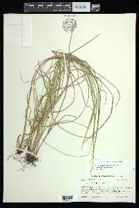 Carex bromoides image