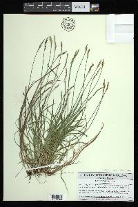 Carex bromoides image