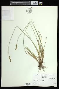 Carex brevior image