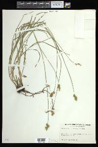 Carex brevior image