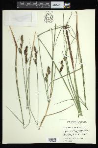 Carex buxbaumii image