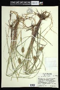 Carex bullata image