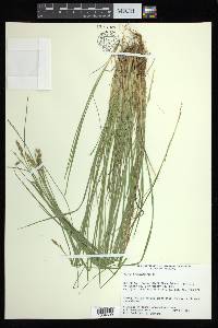 Carex bromoides image