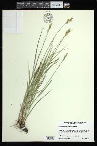 Carex brevior image