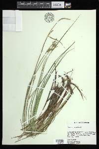 Carex buxbaumii image