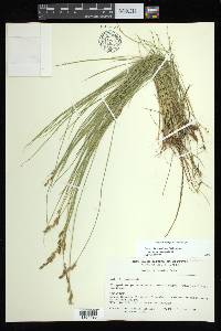 Carex bromoides subsp. bromoides image