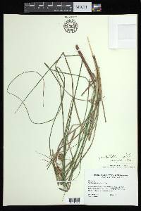 Carex bullata image