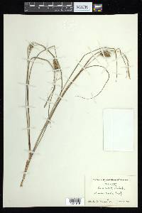 Carex bullata image