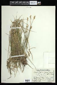 Carex brevior image