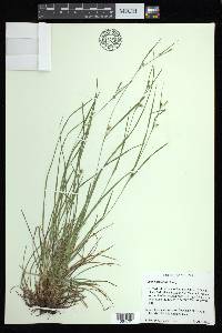 Carex bulbostylis image