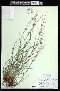 Carex bulbostylis image