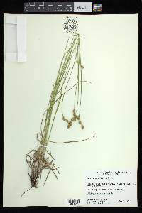 Carex brevior image
