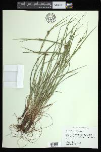 Carex bulbostylis image