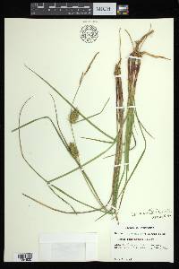 Carex bullata image