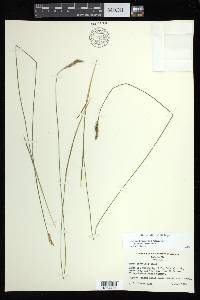 Carex bromoides image