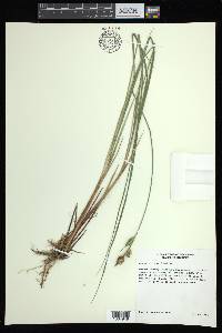 Carex buxbaumii image