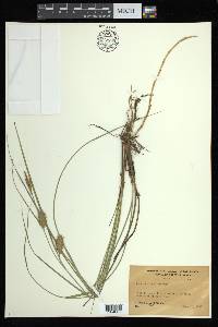 Carex bullata image