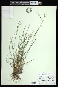 Carex bulbostylis image