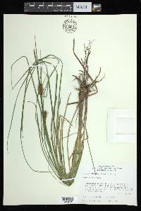 Carex bullata image