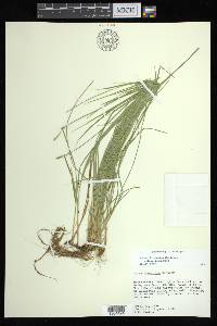 Carex bromoides subsp. bromoides image