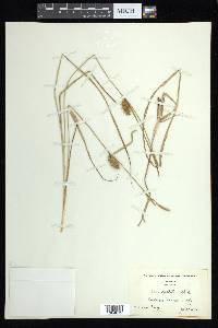 Carex bullata image