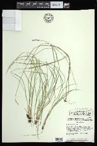 Carex bromoides subsp. bromoides image