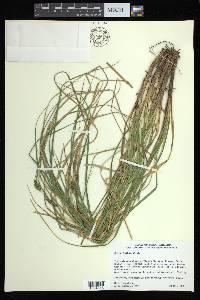 Carex bullata image