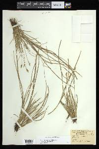 Carex bromoides image