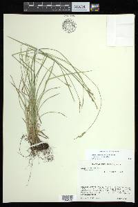 Carex bromoides subsp. bromoides image