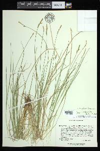 Carex bromoides image