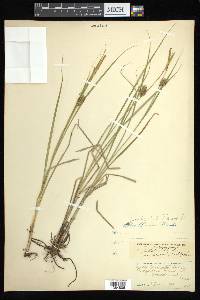 Carex bullata image