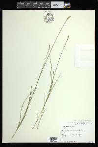 Carex bromoides image