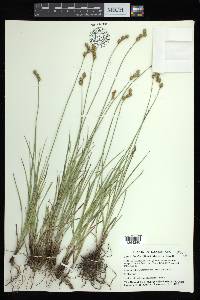 Carex brevior image