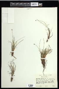 Carex capitata image