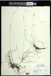 Carex capillaris image