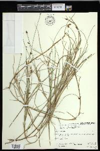 Carex chordorrhiza image