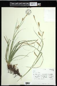 Carex cherokeensis image