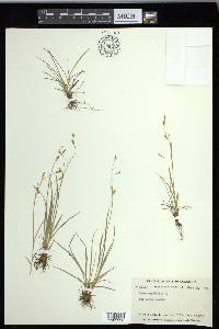 Carex capillaris image